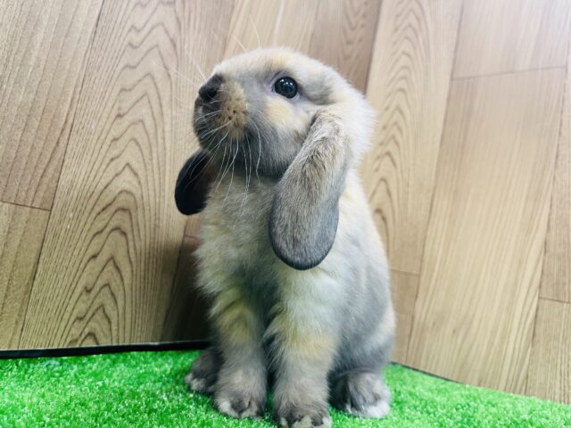 可愛い見た目にわんぱくな性格☆ロップイヤーラビット(トータスシェル)男の子