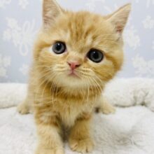 僕だけに愛をちょーだい♥スコティッシュフォールドくん！