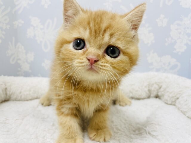 僕だけに愛をちょーだい♥スコティッシュフォールドくん！