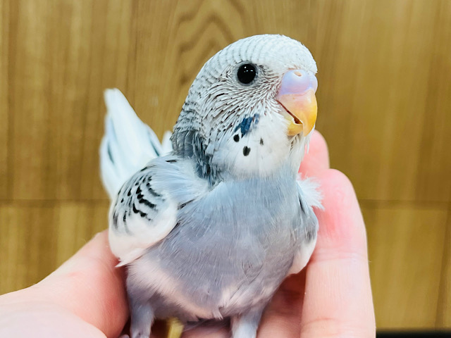 大人っぽシックカラー🩶セキセイインコ(グレーパイド) ヒナ