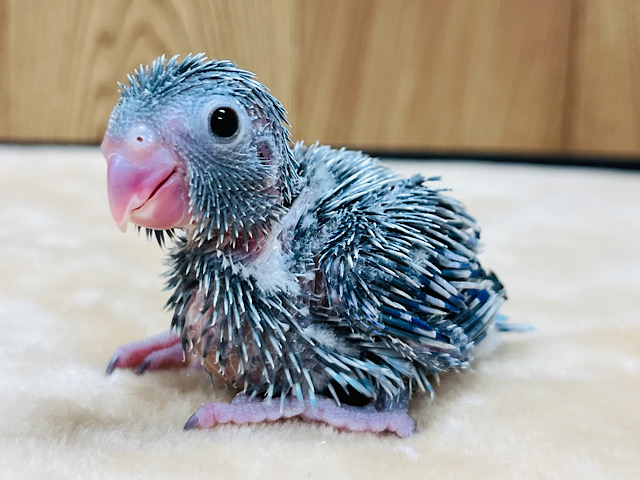 ちっちゃな恐竜🦕マメたん！マメルリハ(ブルー)男の子