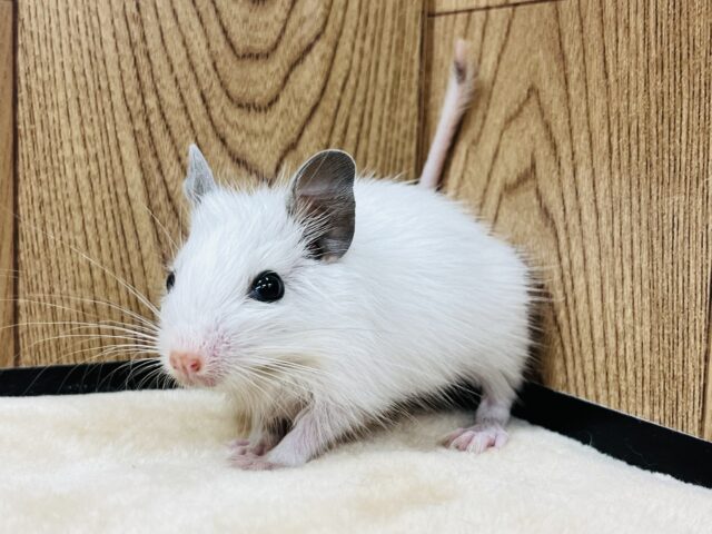 ぱっちり黒目の美人さん♡デグー(ホワイト)女の子