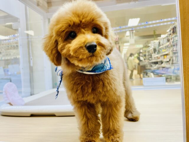 一目惚れ間違いなし！トイプードルくん！