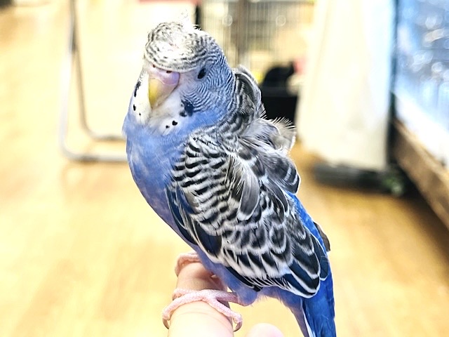 【最新画像更新🪄カゴデビューしてます☆】ビビットカラー💙🖤カッコイイ印象の子！羽衣セキセイインコ(オパーリン) ヒナ