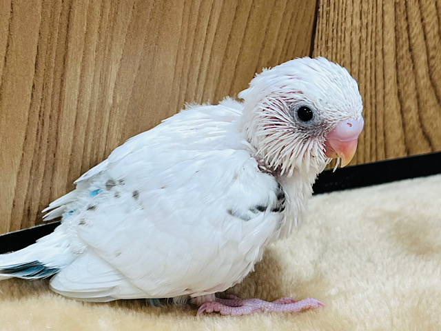 2度見しちゃう色白さ✨セキセイインコ(ハルクイン) ヒナ