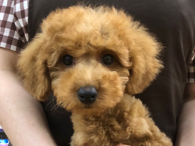 甘えん坊さんなプードルいますよ! 甘えん坊さんなプードルいますよ!