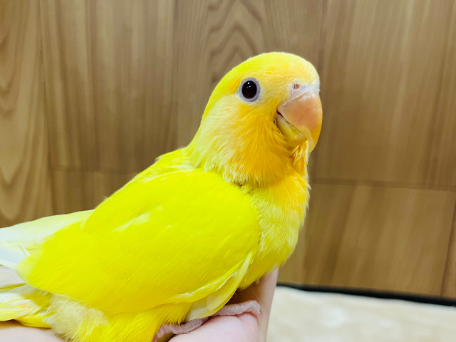 【最新画像更新🪄】わたっ子参上🐣🍋コザクラインコ(ルチノー) ヒナ