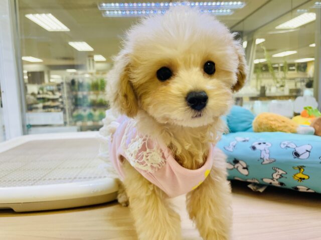 カワイイのかたまり！トイプーちゃん！