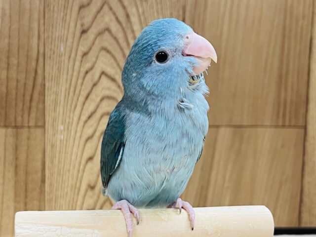 【最新画像更新🪄】パワフルガール！マメルリハ(ブルー)女の子