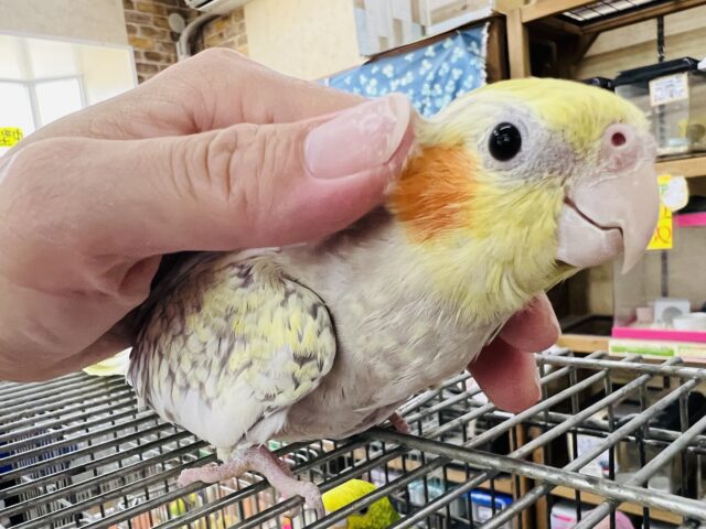 360度路線変更⁈♡ぎっしり詰まったシナモンパールパイドのオカメインコ！