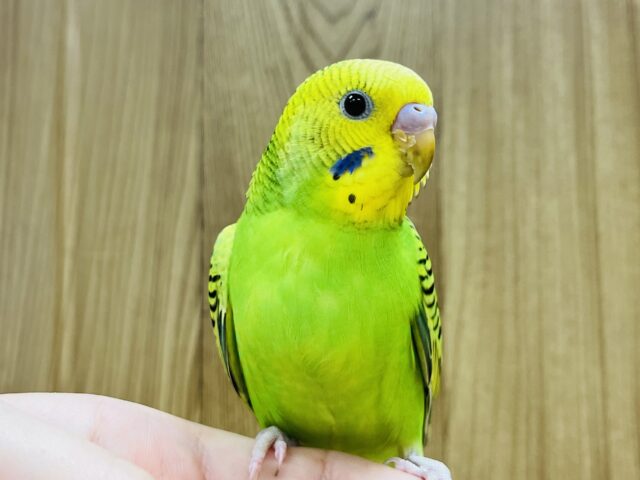 【最新画像更新🪄ひとり餌になりました！】しっかり模様がかっこいい！セキセイインコ(オパーリン) ヒナ