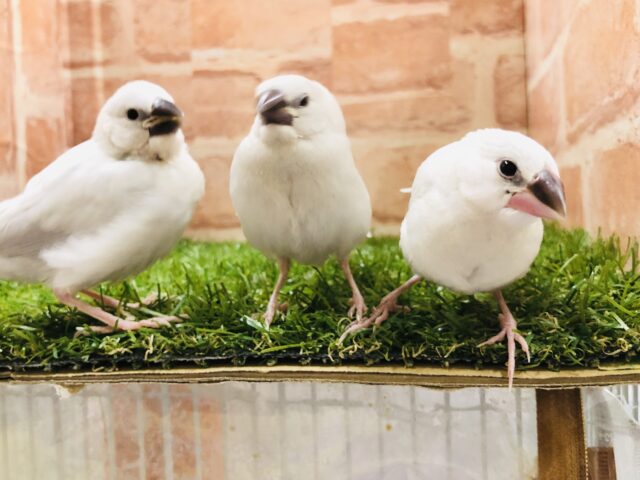 仲良く元気な文鳥兄妹　R５　５／６撮影