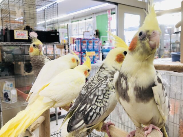 オカメちゃん大集合! R5 5/7撮影 オカメちゃん大集合! R5 5/7撮影