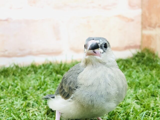 季節はすぎましたが定番カラーです　桜文鳥　R５　５／９撮影
