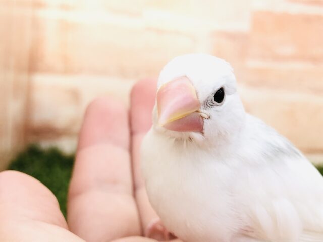 大好評の文ちゃん　白文鳥　R５　５／９撮影