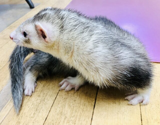 人気のシルバーカラー入舎です　マーシャルフェレット　R５　４／２２撮影