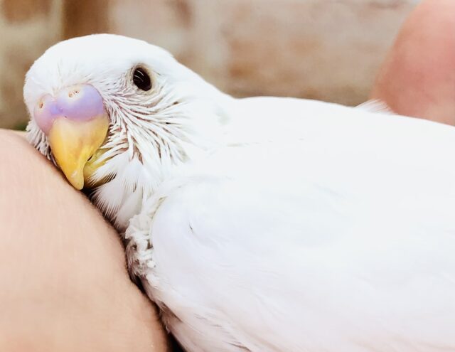 純白のセキセイがやってきました　セキセイインコ　R５　５／３１撮影