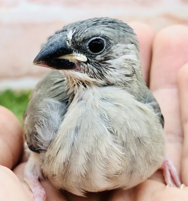 定番桜さーん 桜文鳥 R5 5/24撮影 定番桜さーん 桜文鳥 R5 5/24撮影