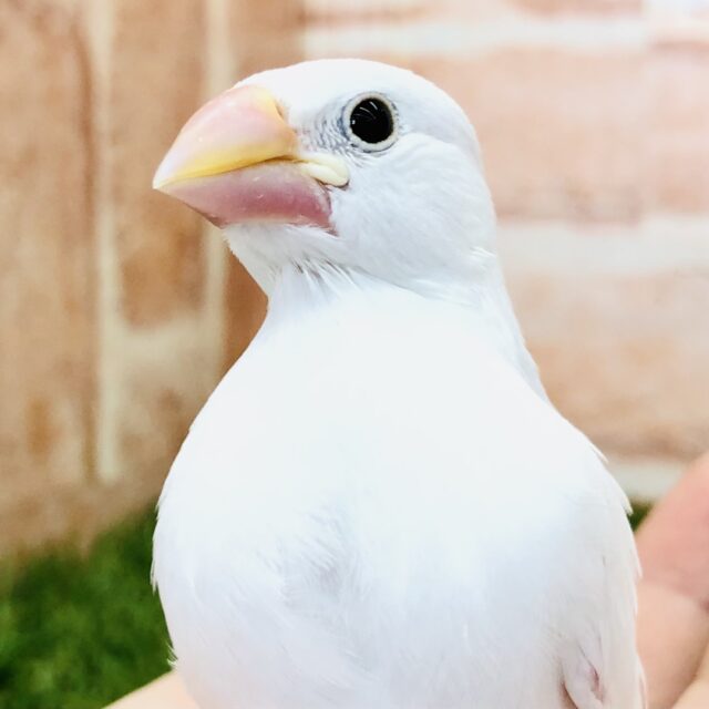 白ですよ～　白文鳥　R５　５／２４撮影