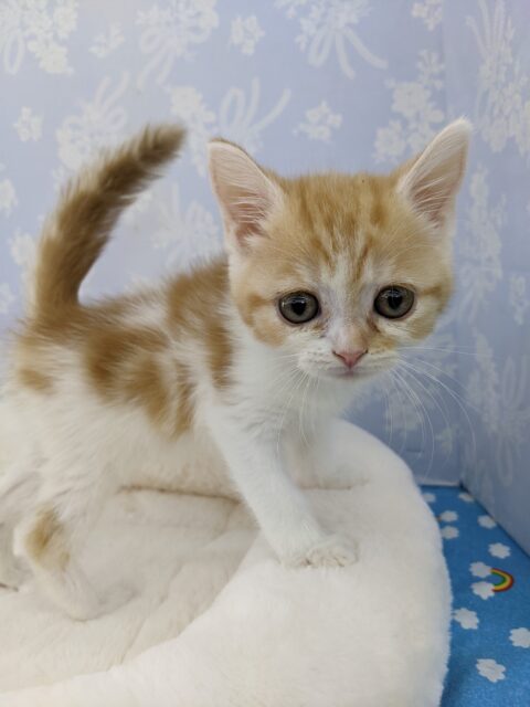 絶対的可愛さ☆マンチカン・男の子！