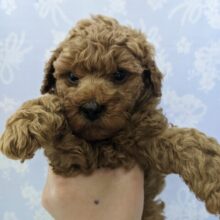 揚げたてのからあげボーイ☆トイプードル・男の子！