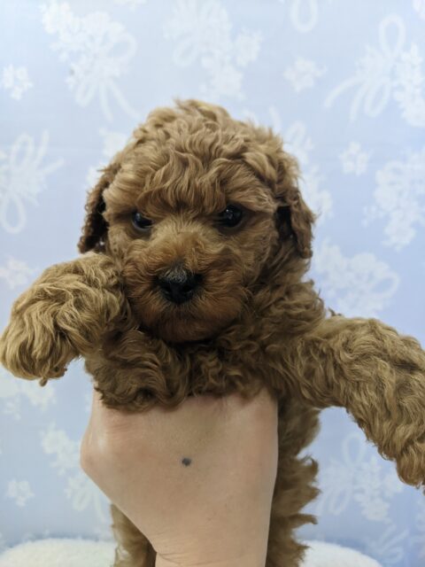 揚げたてのからあげボーイ☆トイプードル・男の子！