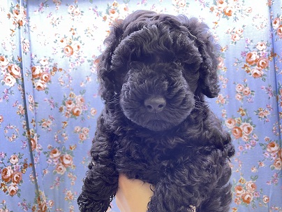 ムキムキボーイです♡　トイプードルの男のコ 2023.5/20撮影