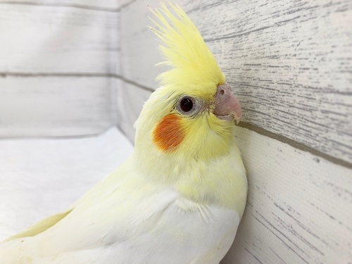 オカメインコ（ルチノー）　人気カラーの子が来ました！