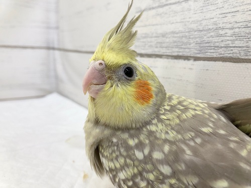 オカメインコ（シナモンパール）　ちょっぴり怖がりさんかな？
