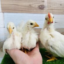 残り1羽❤すくすく成長中‼︎カツラチャボのヒヨコ〜♡