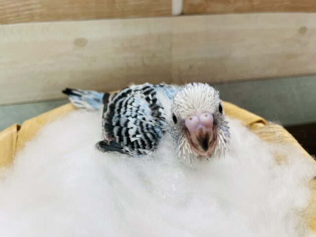 綺麗な模様が出てくれそうなコ！セキセイインコのオパーリン！
