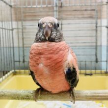 最新画像あります☆ヒナ餌卒業のロゼちゃんです♪アキクサインコのローズ！