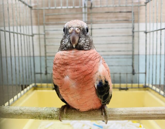 最新画像あります☆ヒナ餌卒業のロゼちゃんです♪アキクサインコのローズ！