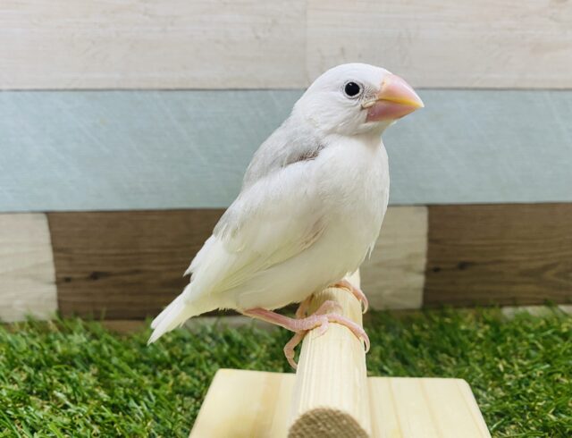 最新画像有り！ちょこんと♪感が可愛らしい！白文鳥！！