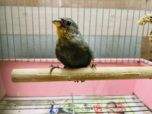 最新画像あります☆ヒナ餌卒業‼️レアカラーです！！ヒノマルチョウのシーグリーン！