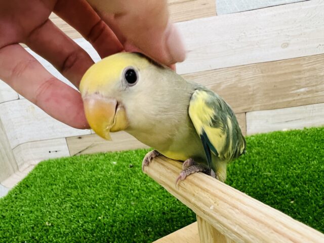 毎日が成長☆コザクラインコの(ブルーチェリーパイド)入荷しました❤