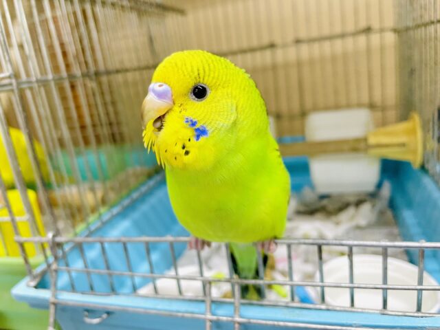 新松戸店⭐️セキセイ戦隊⭐️グリーン🟢1人餌‼️最新画像になりますよ！誰にも邪魔させないさマイウェイ♪ セキセイインコ　オパーリン