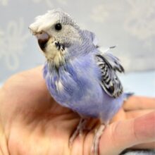くるくる💙羽衣セキセイインコ(オパーリン) 2023年5月生まれ