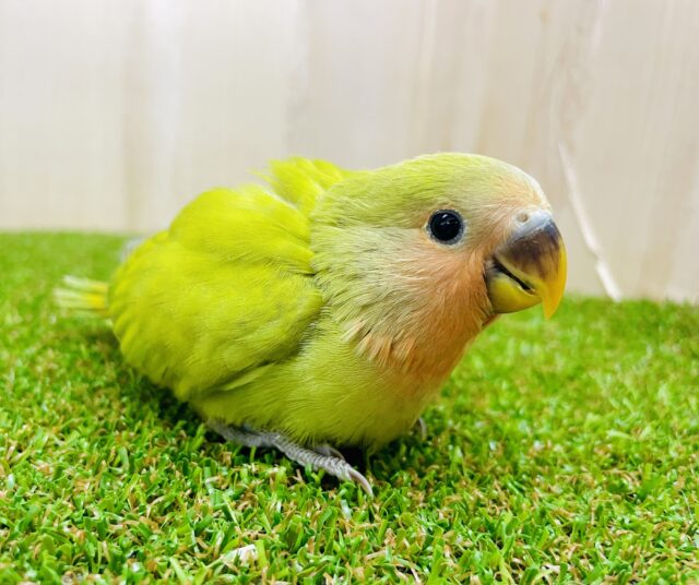 最新画像になりますよ⭐️探究心pop pop❣️ コザクラインコ　シナモン