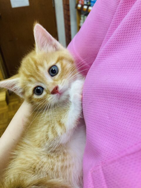 無邪気な大天使❤︎激かわスコティッシュF(レッドタビー&ホワイト)男のコ🌟♂