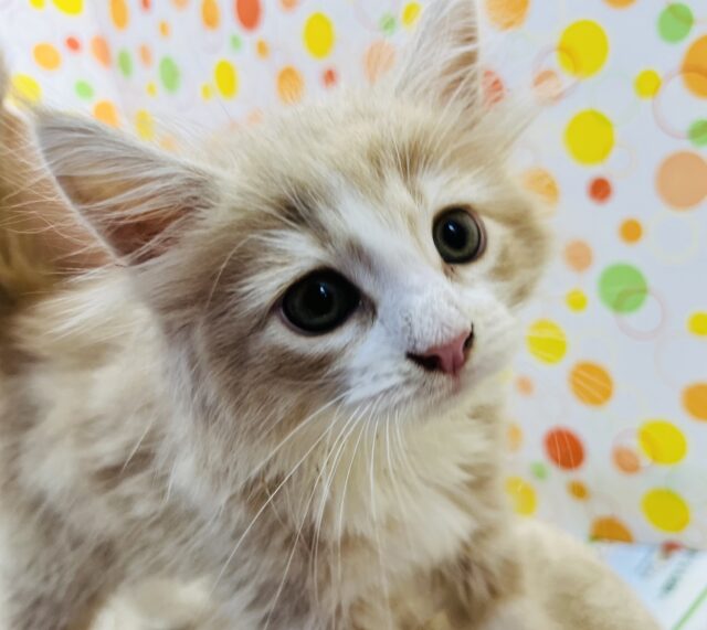 クリームカラーのサイベリアンが来てくれました！