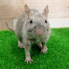 色濃いめで可愛い❤デグーちゃん(シルバー)入荷しました❤