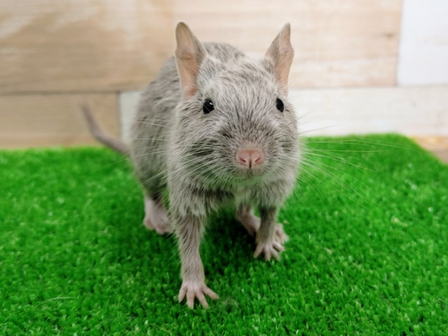 色濃いめで可愛い❤デグーちゃん(シルバー)入荷しました❤