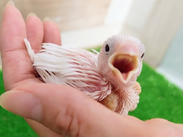 真っ白な純白❤白文鳥のヒナ入荷しました❤