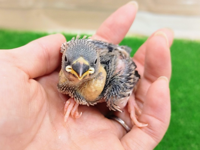 そろそろシーズン終わりかな？？桜文鳥のヒナ入荷しました❤