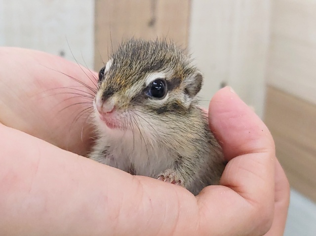 どのこがタイプかな？❤シマリスベビー入荷しました❤