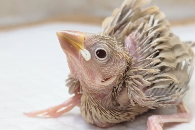 溢れるゴージャス～🪩　シナモン文鳥