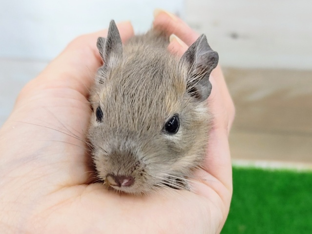 優しい色✨デグーベビー(ブルー)入荷しました❤