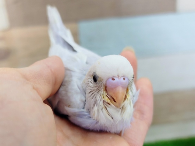 レアカラー❤セキセイインコのヒナ(ライラック)入荷しました❤