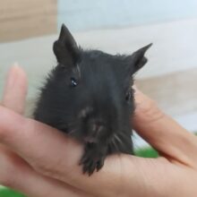 まっくろくろすけ〜❤デグーベビー(ブラック)入荷しました❤